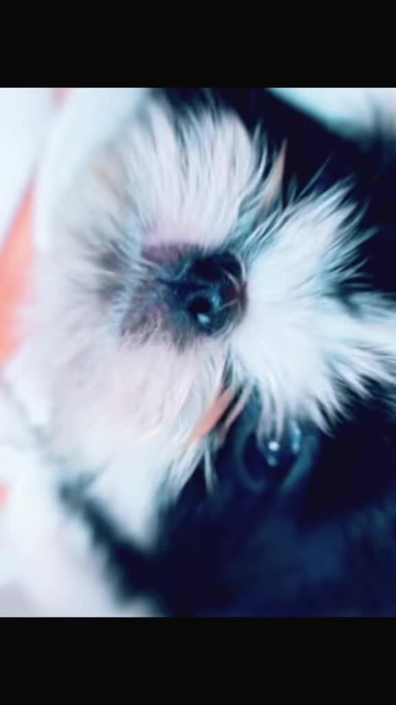 @SHIHTZU SOIRÉE