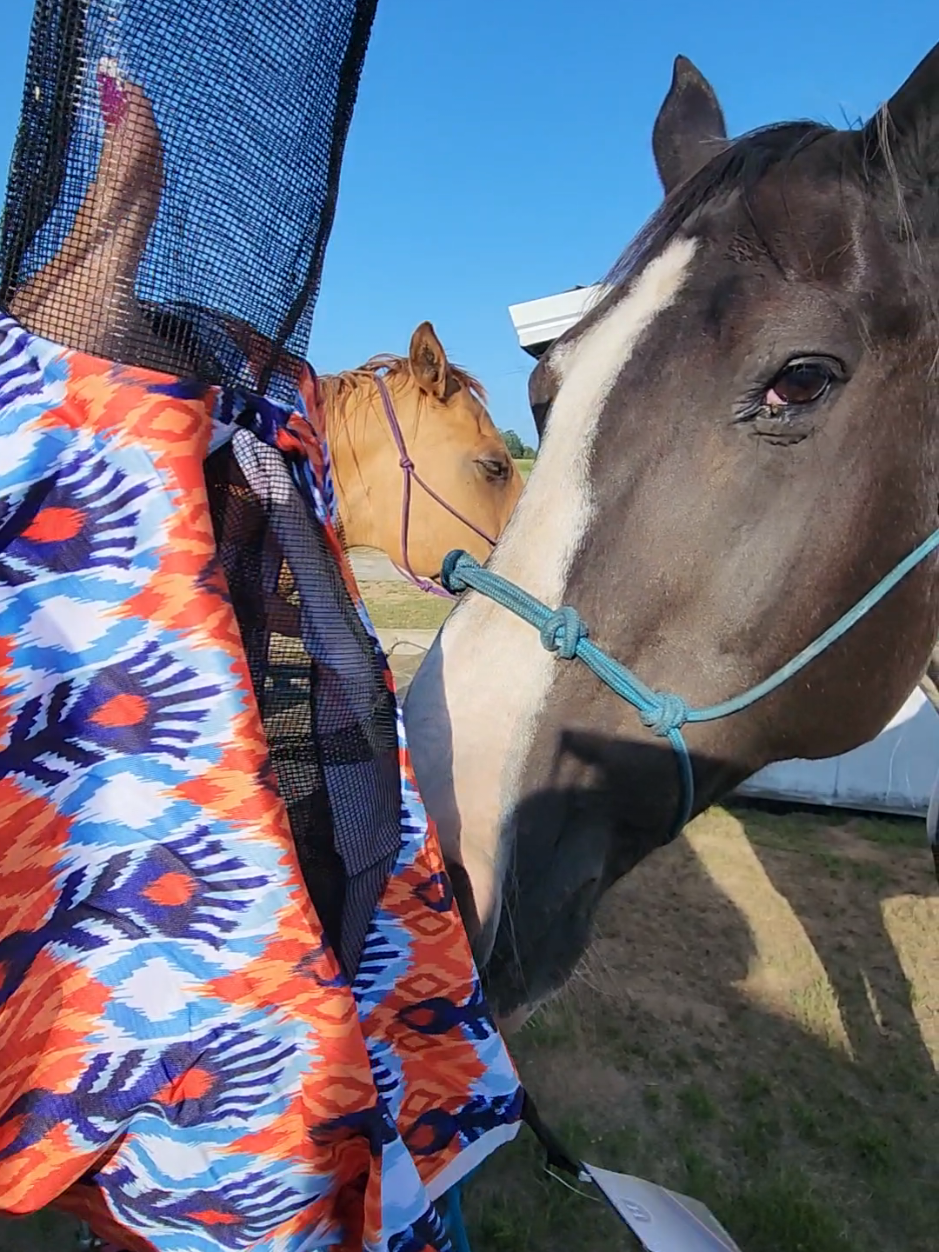 @minihorsemomandtrainer🐴🐴🐴🐴