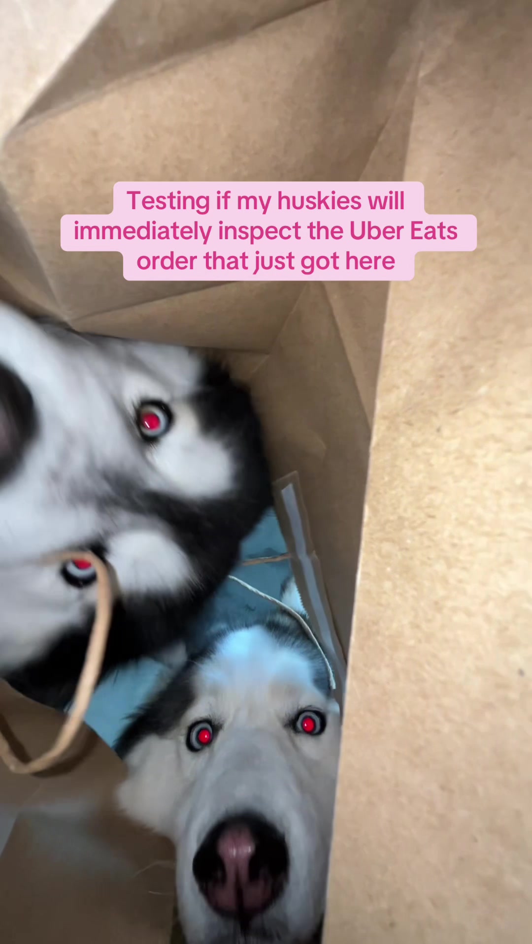 @Winnie & Wookie🐾