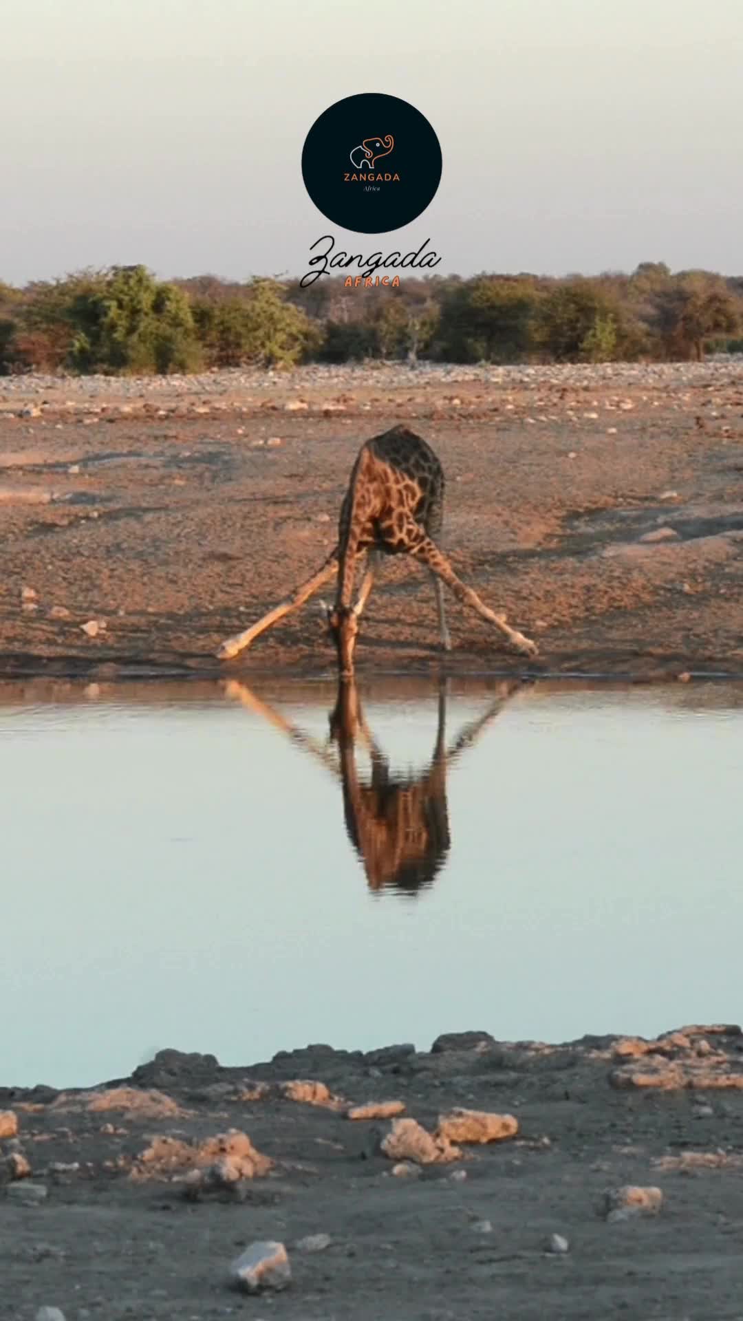@Zangada Africa