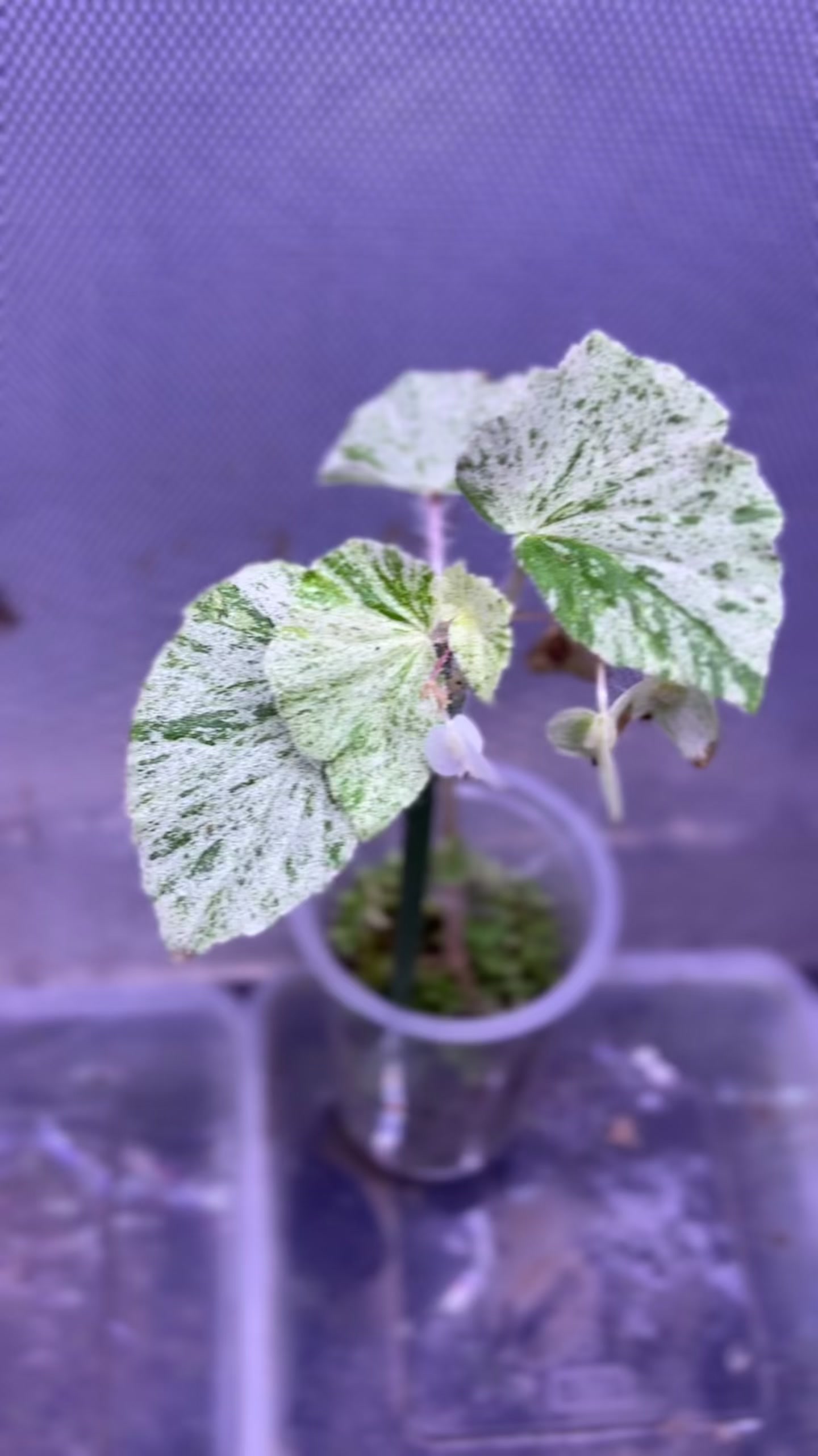 @Wildan Plantshop