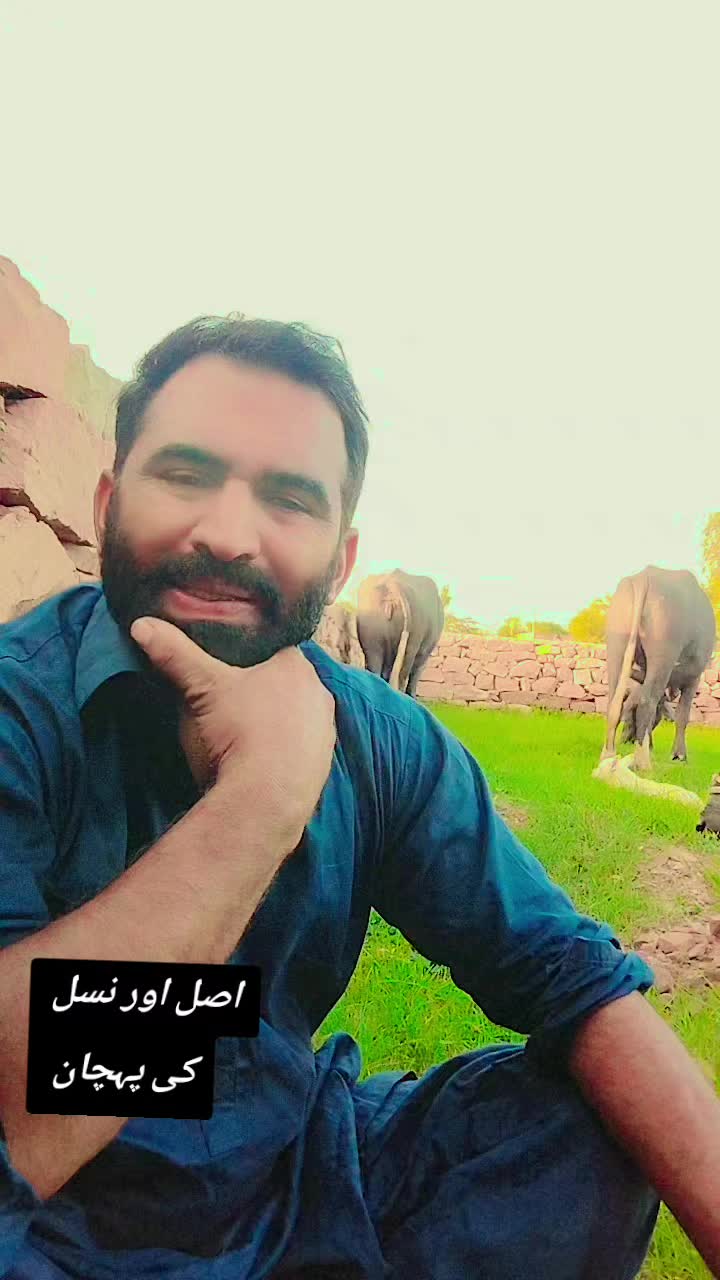 @سیدعامرشیرازی913