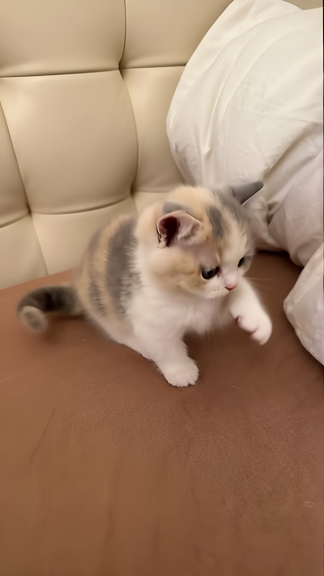 @Cute kitty club 🐱🐱🐱