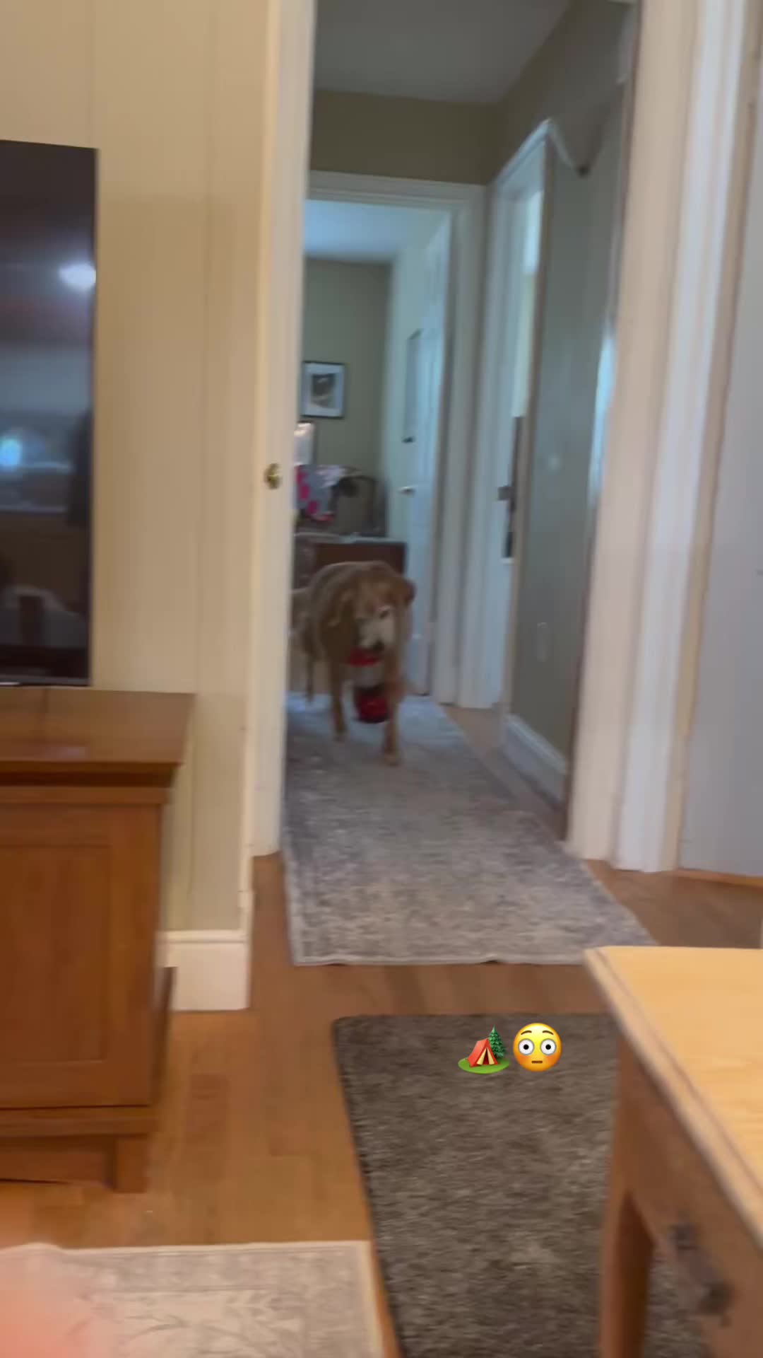 @lifewithduke2025
