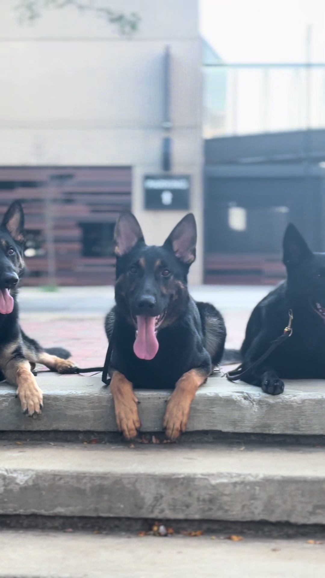 @Protection Dog Sales