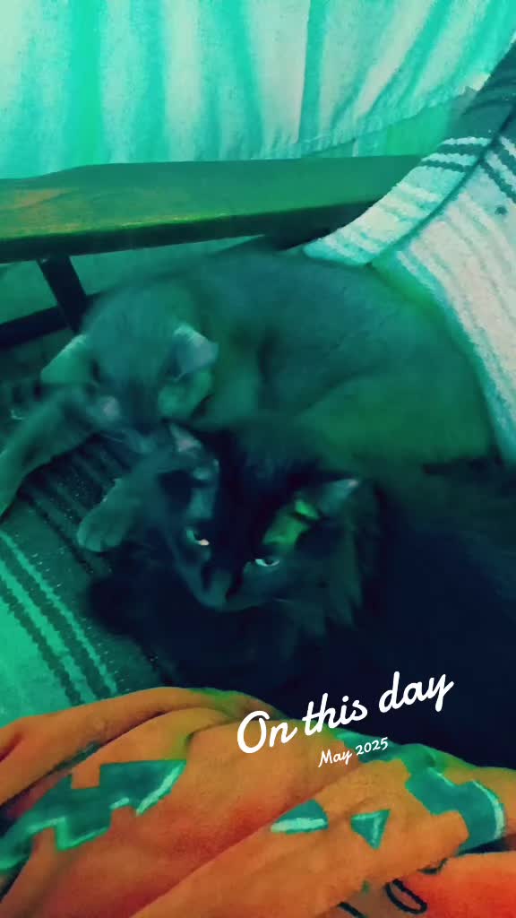 @The Metal Cat Dad!🐈🐈&zwj;⬛🐾🤘