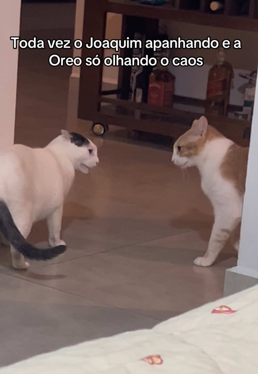 @cantinho pet