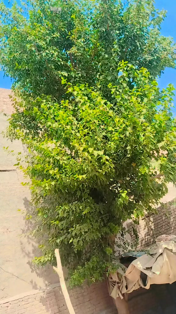 @NعMAن CHAUدHAرY