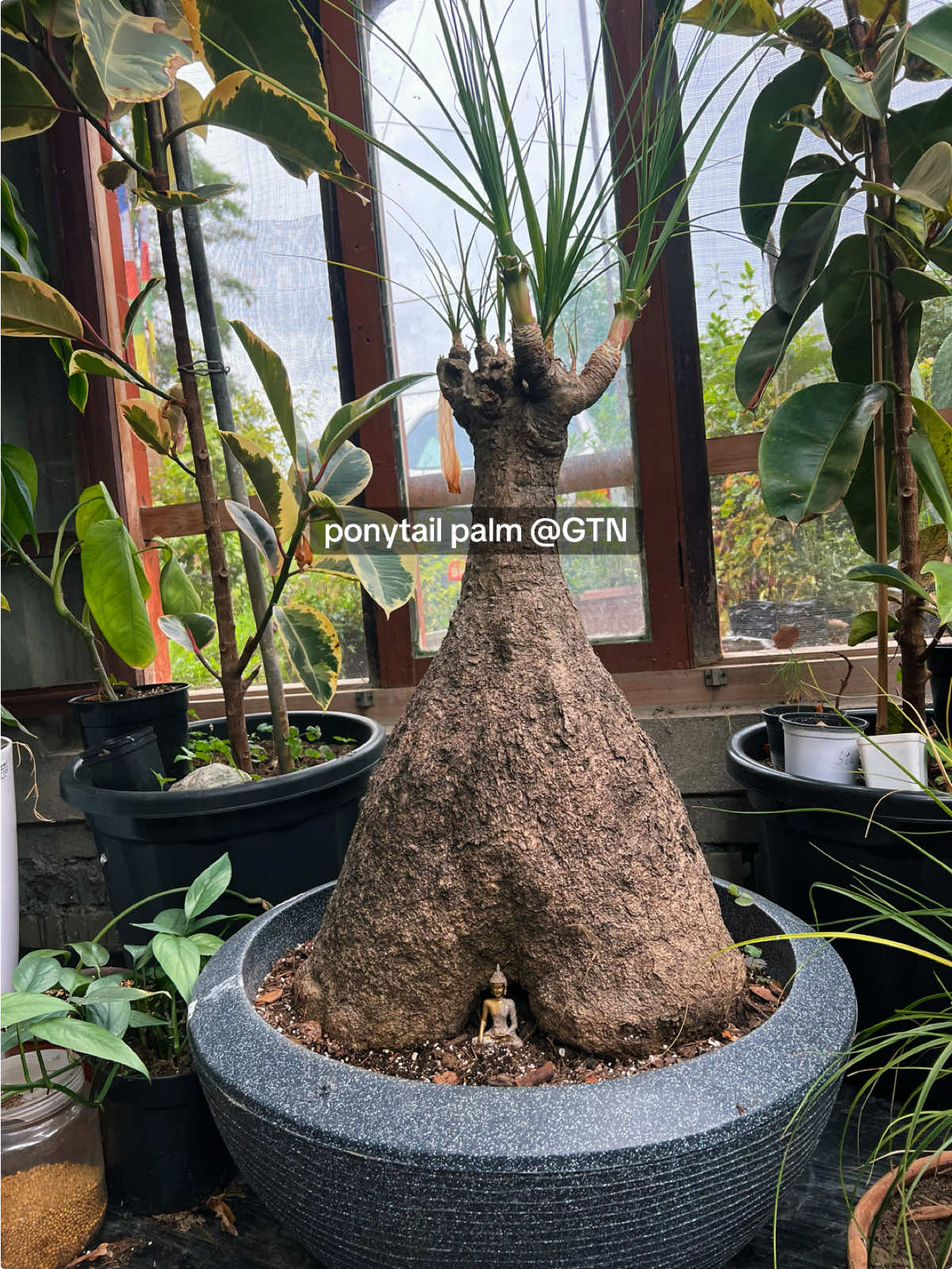 @Green Tara nursery(Nurseryman)