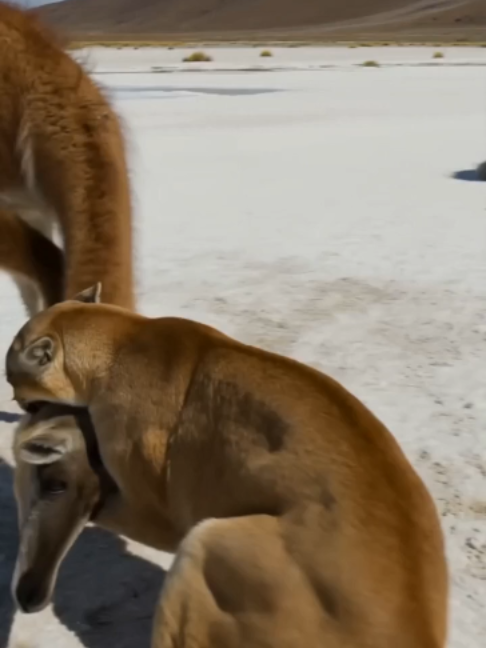 @NutsyFarm