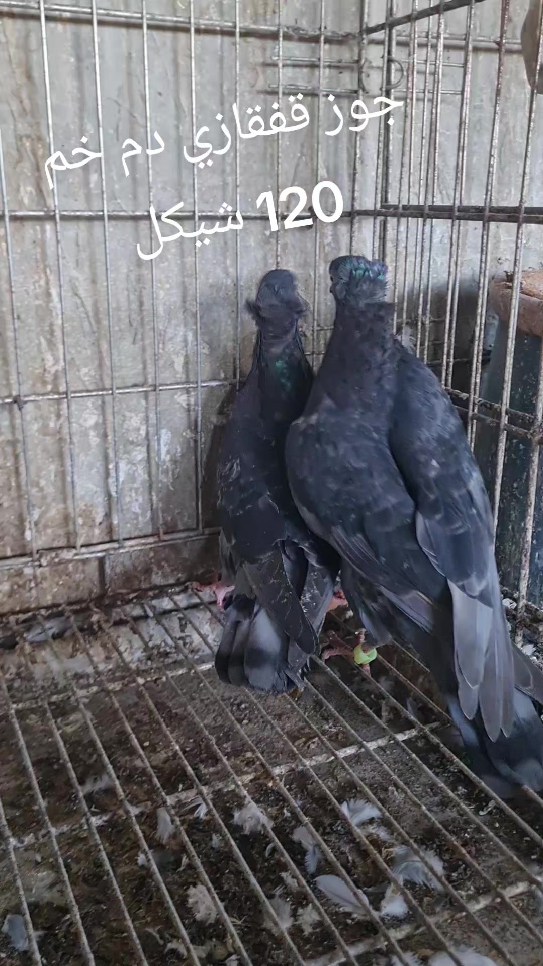 @Pigeons Tv