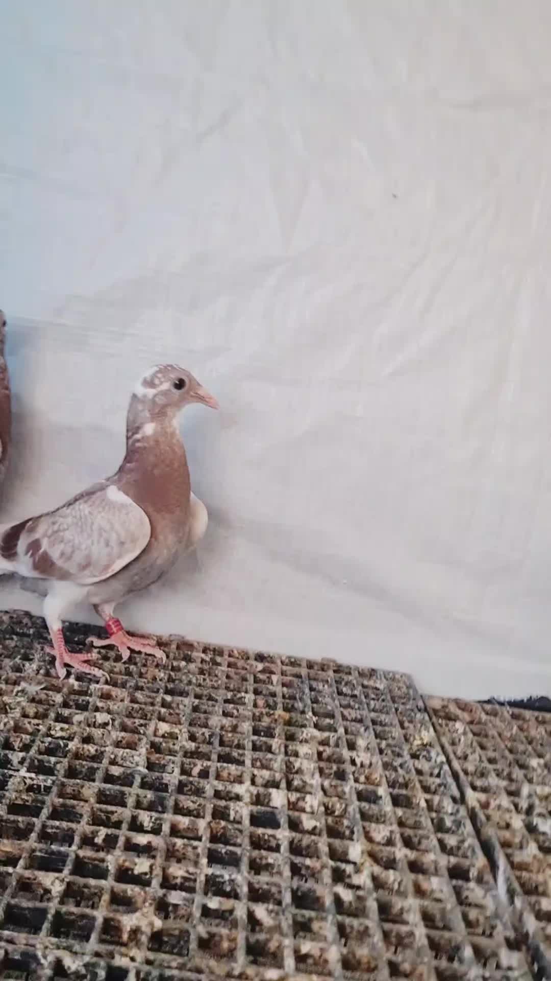 @Pigeons Tv