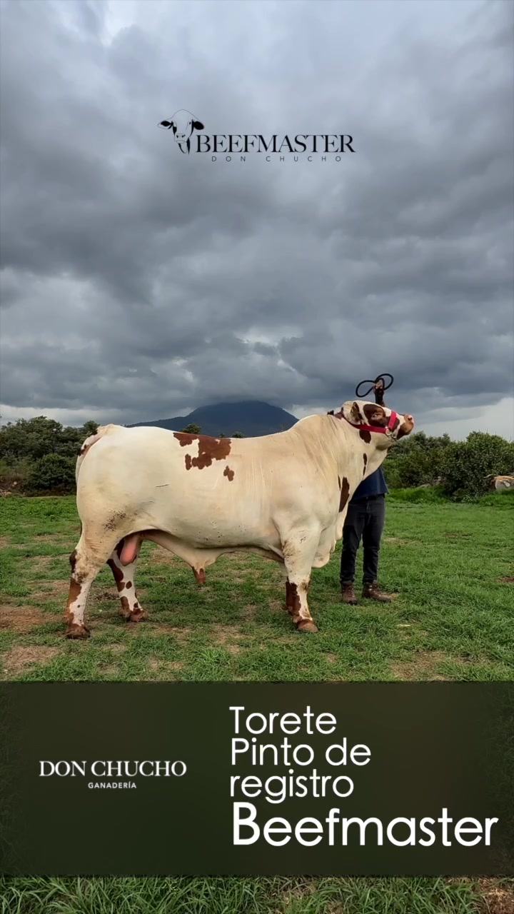 @BEEFMASTER DON CHUCHO