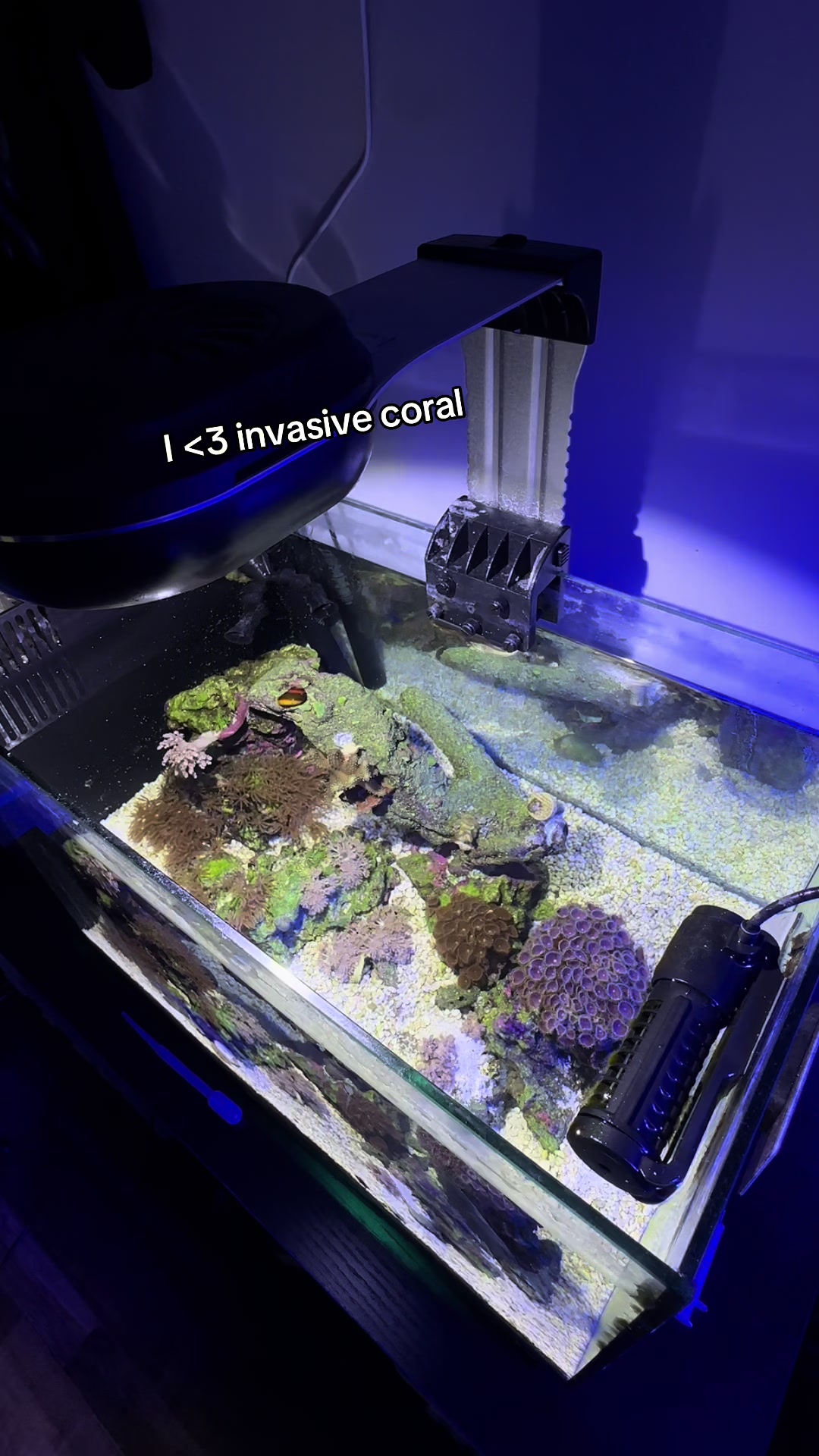 @ReefSync