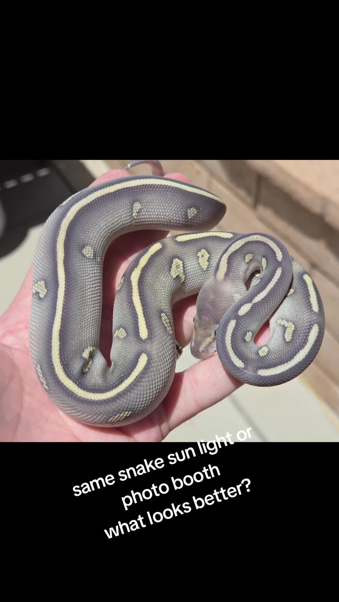 @Rikers Reptiles