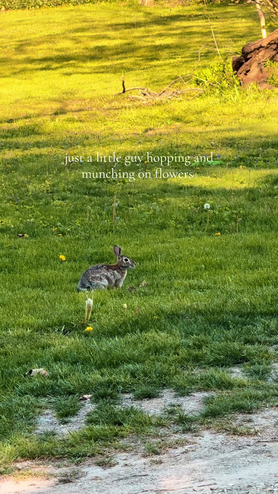 @hamsterwlw