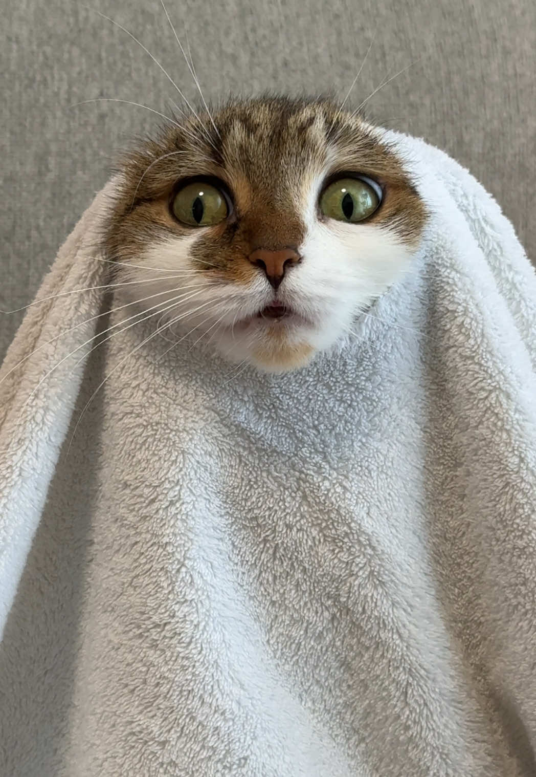 @Suki Purrs