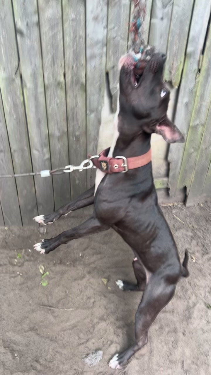@themreal_hounds