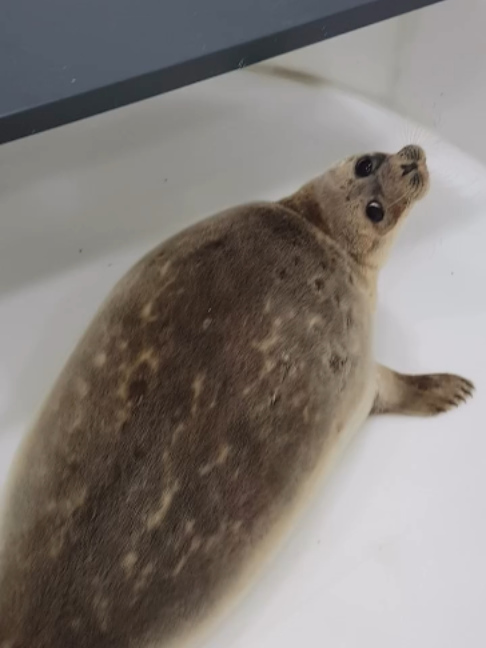 @Seal