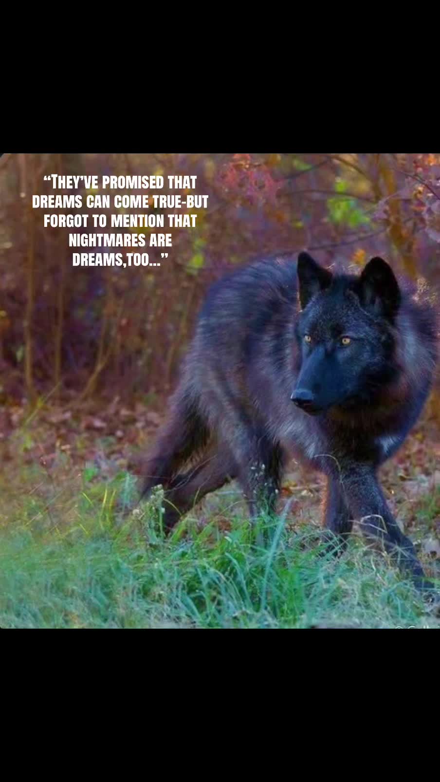 @🪬Conscious_LoneWolf🐺
