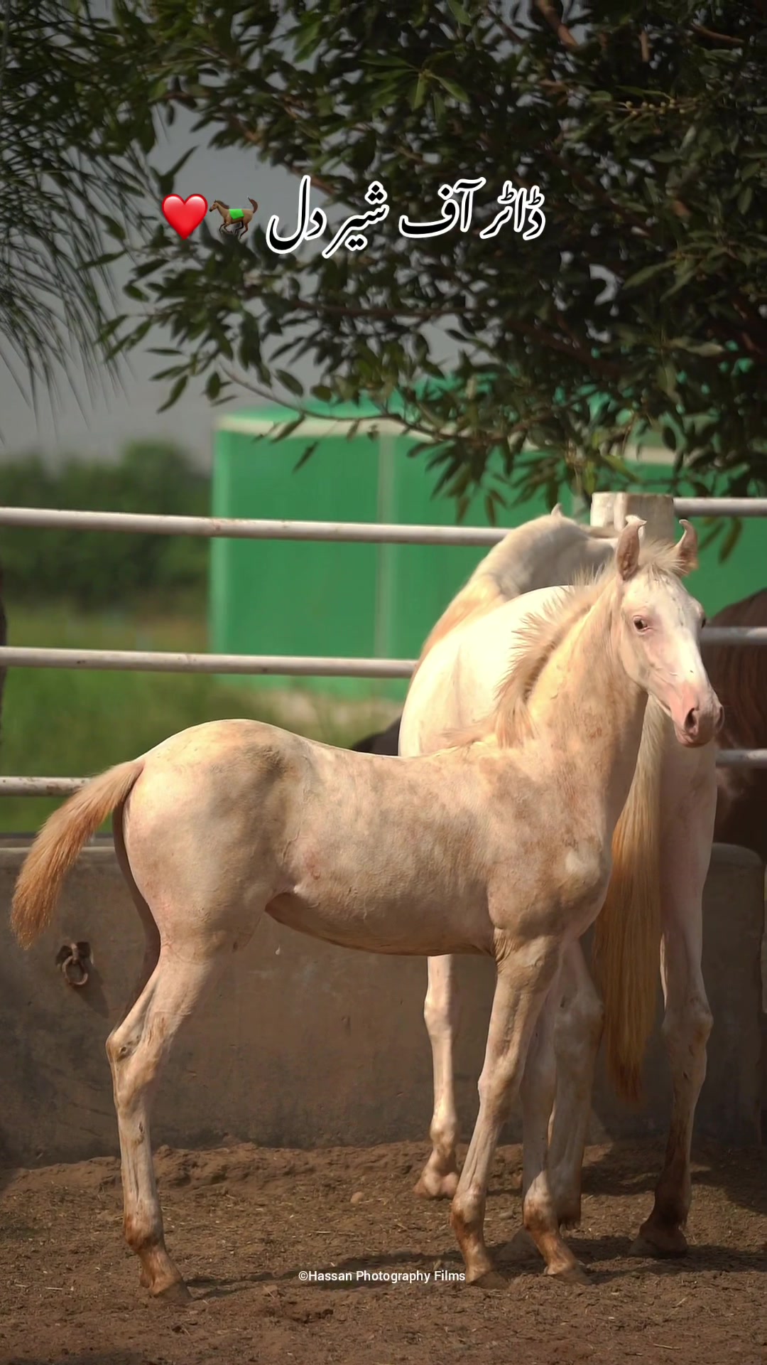 @SUNRISE STUD FARMS RAWALPINDI