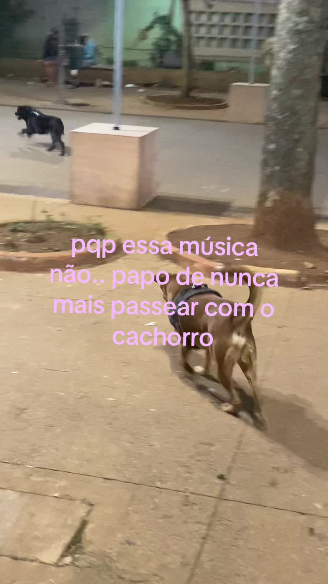@vinicius favorito