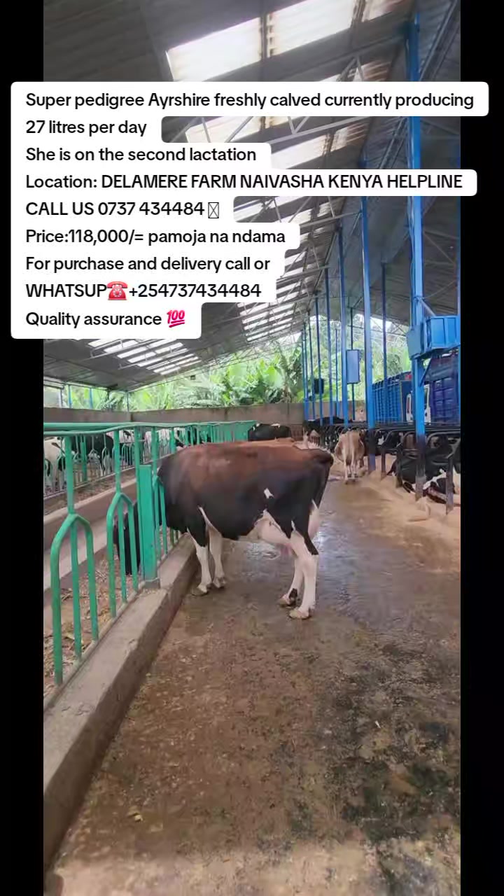 @KENYA FARM NAIVASH 0737434484