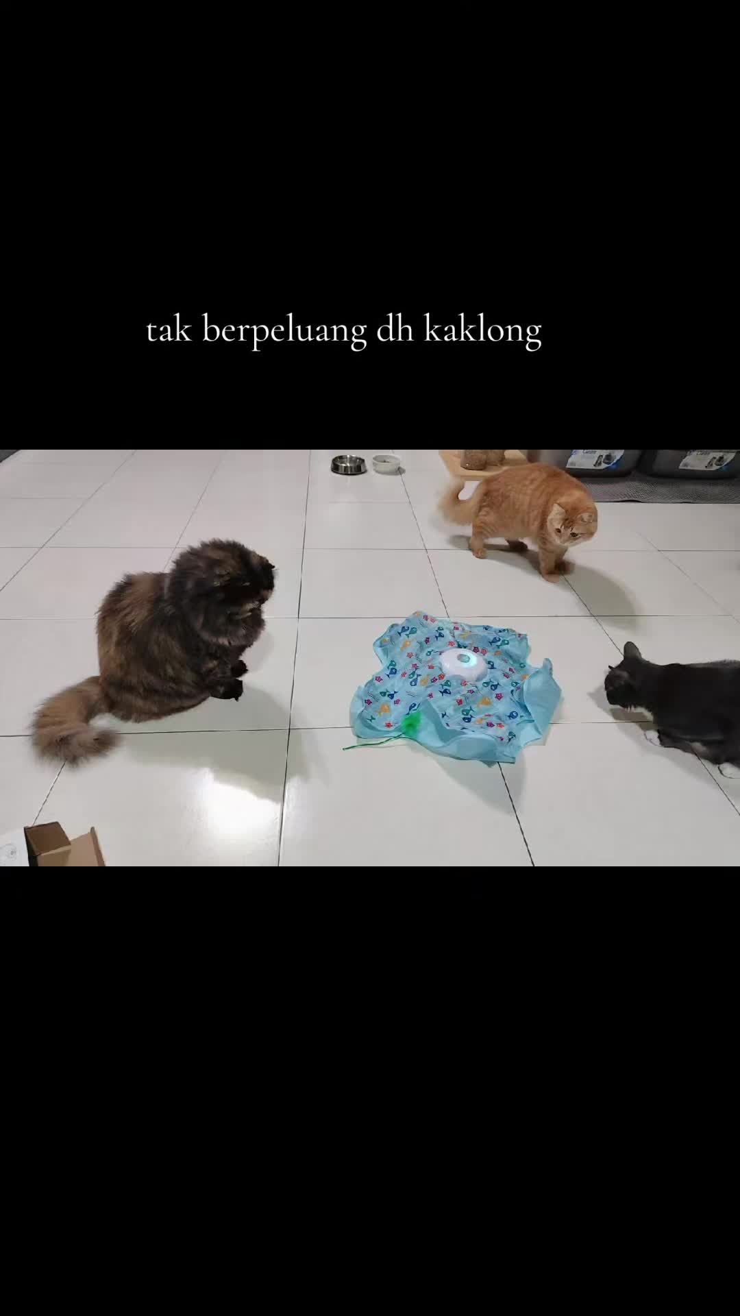 @Omma Kucing 🇲🇾🍉