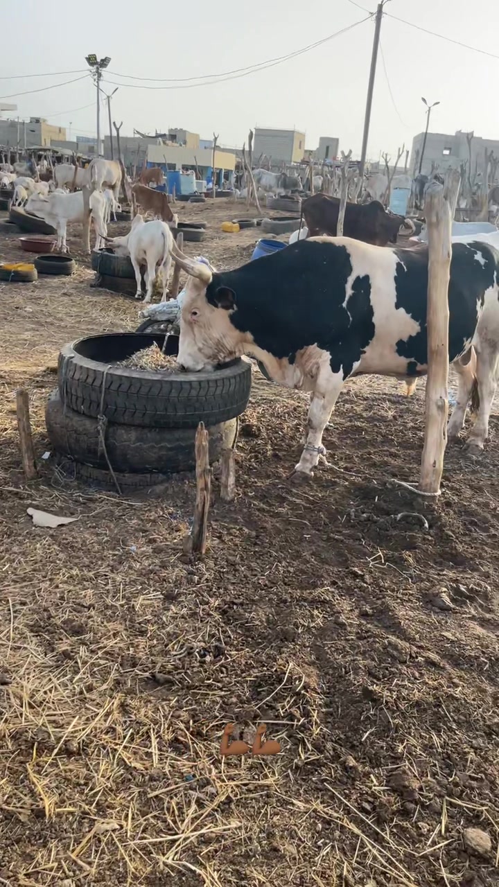 @Weuz🐄&Eacute;leveur saint Louis ❤️