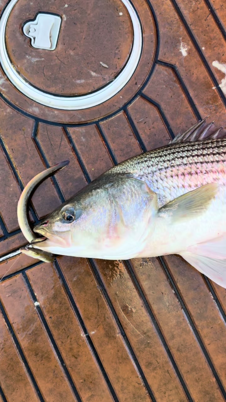 @Tacklepusher