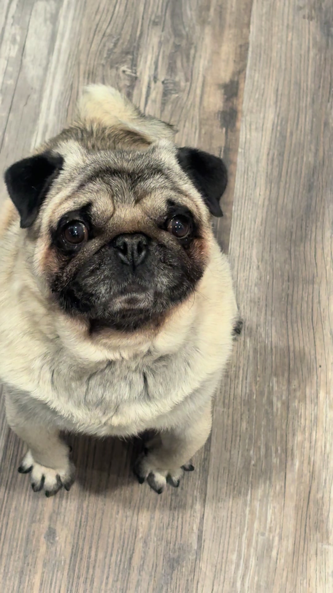 @Rocki the Pug 🐶