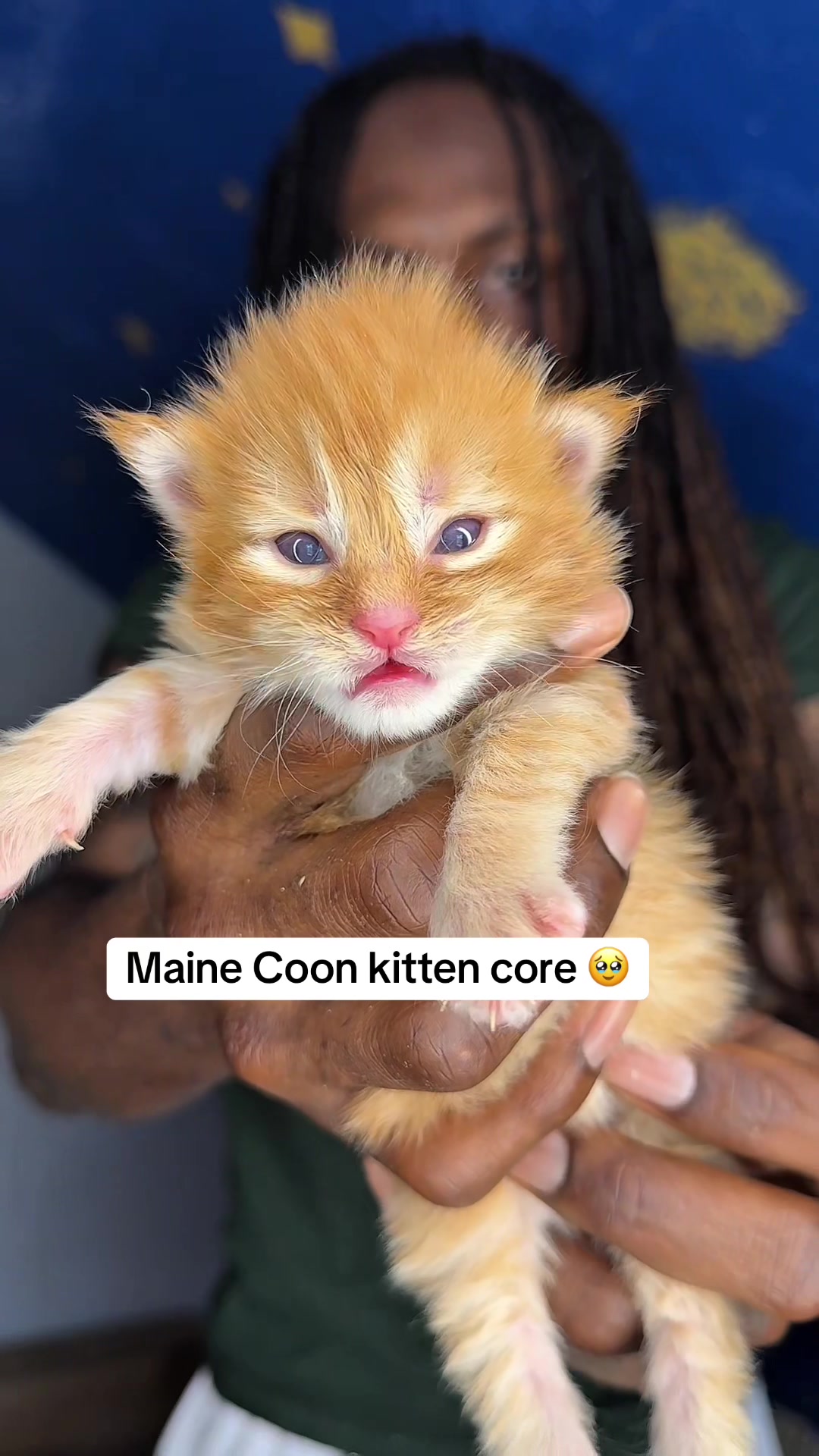 @Tycoon_Mainecoons