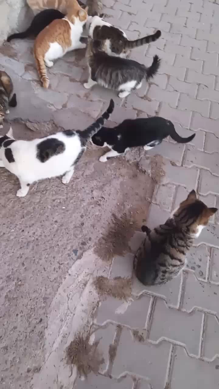 @kayaahmet50
