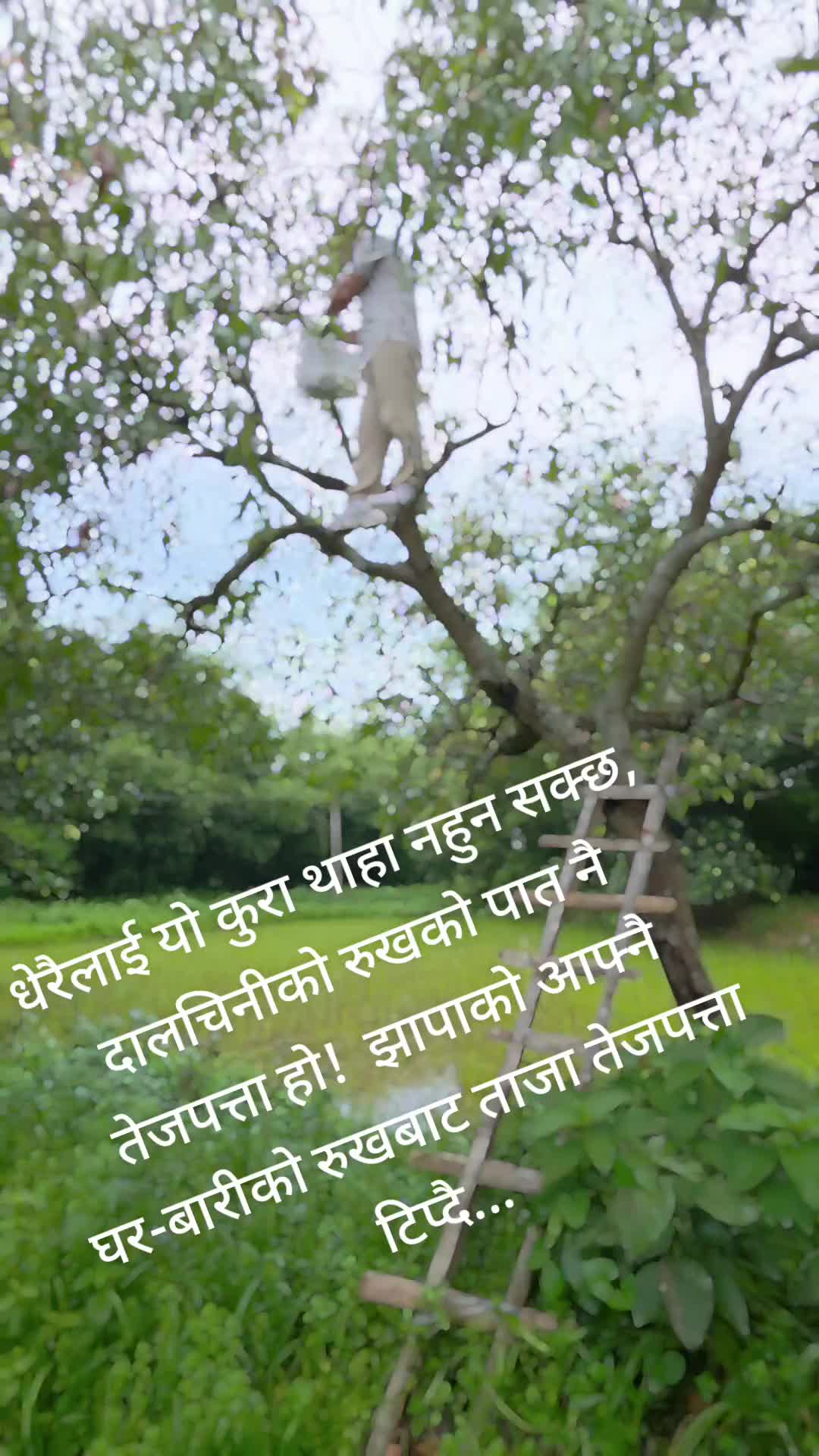 @Mohan Karki