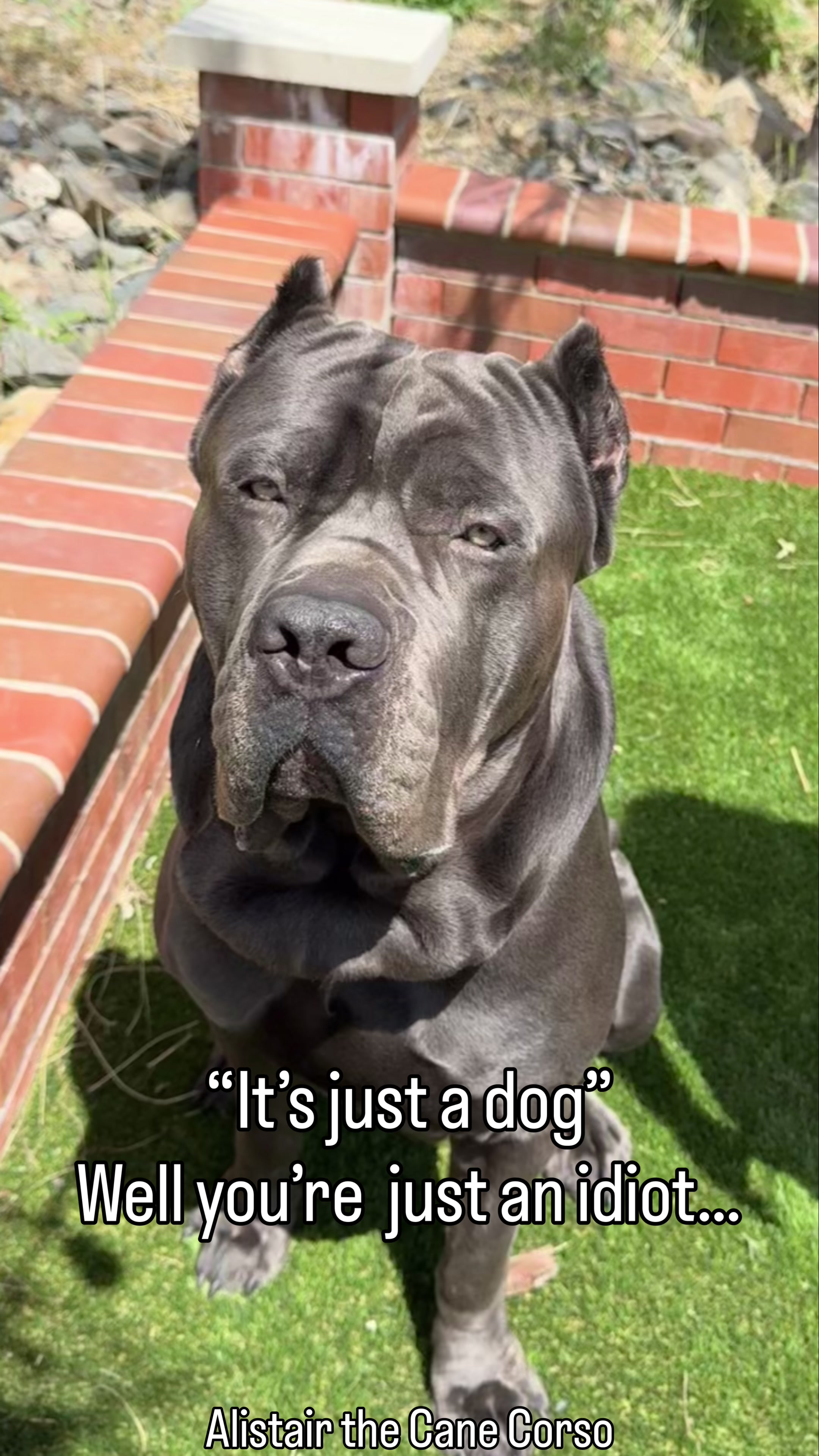@Alistair the Cane Corso