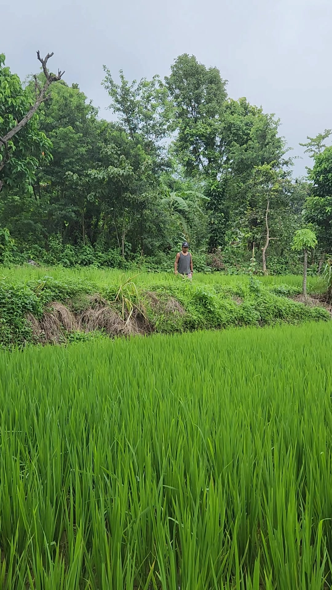 @Pujalimburai 🫶🏻