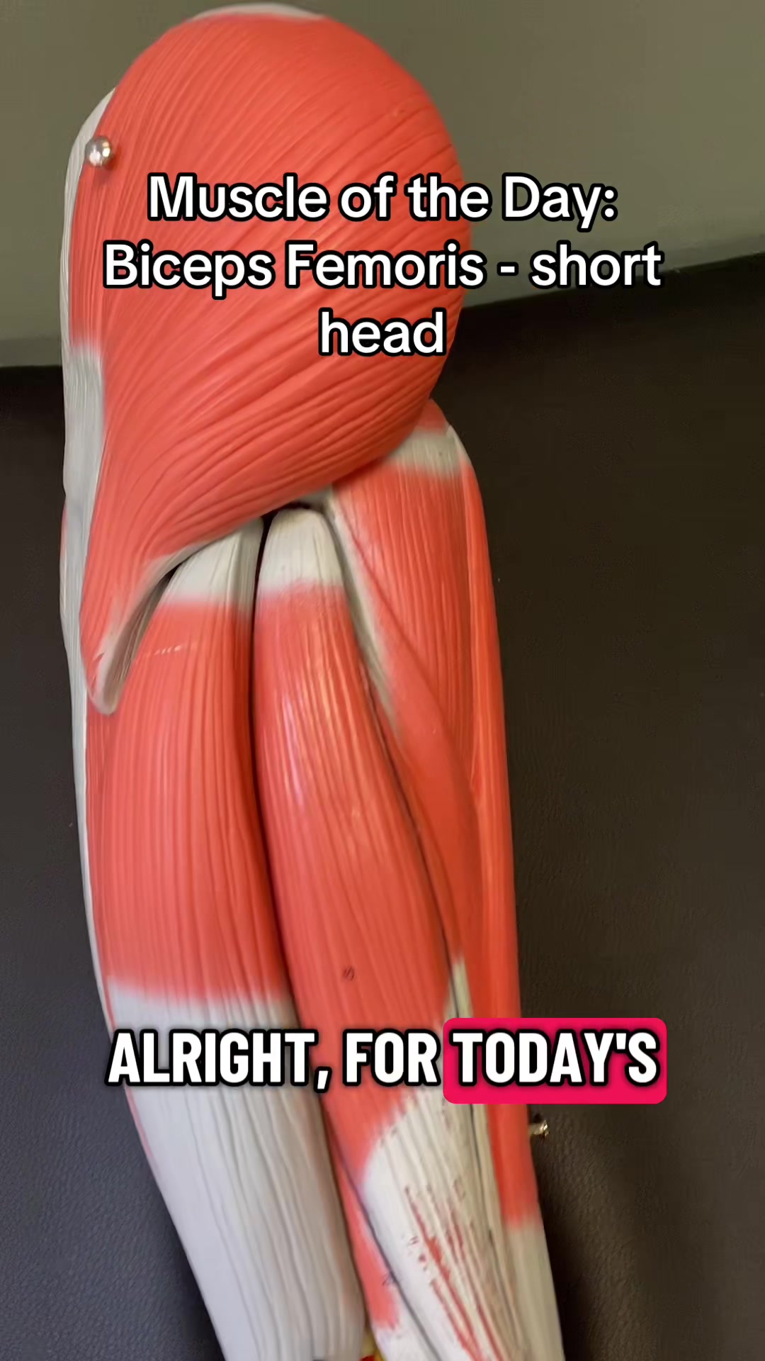 @musclesdaily