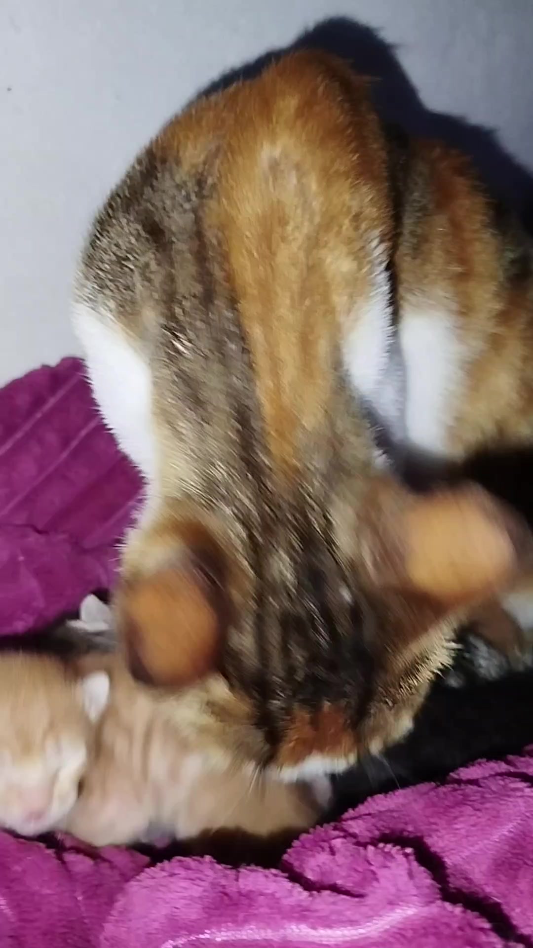 @MyLovelyPets💧