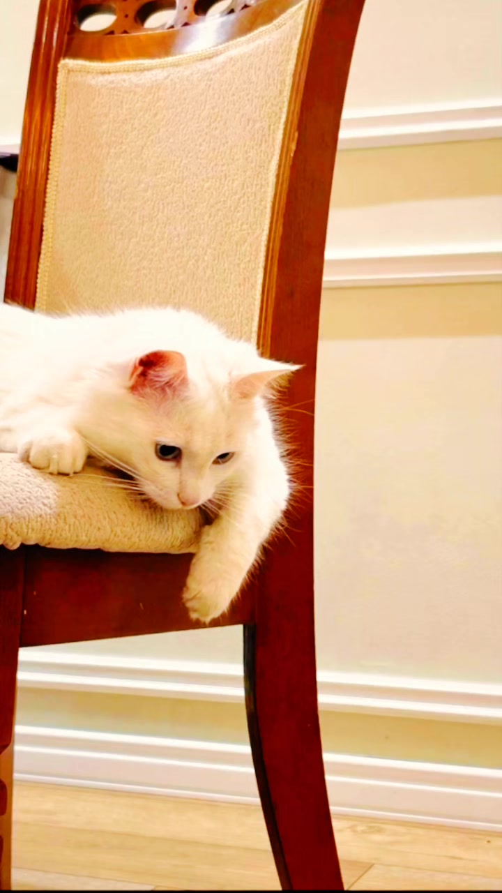 @Kedi_BULUT