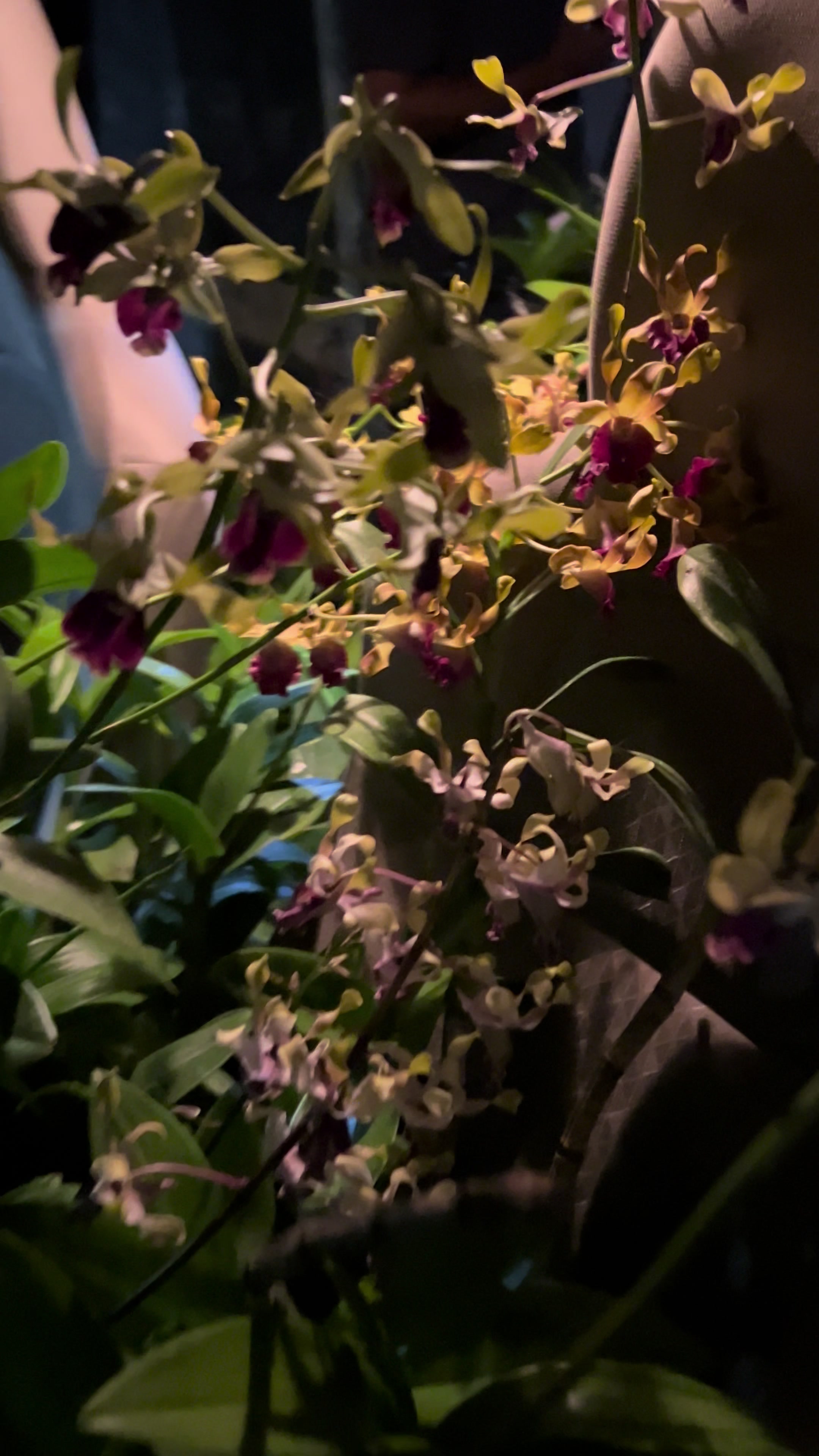 @Anggina Orchid