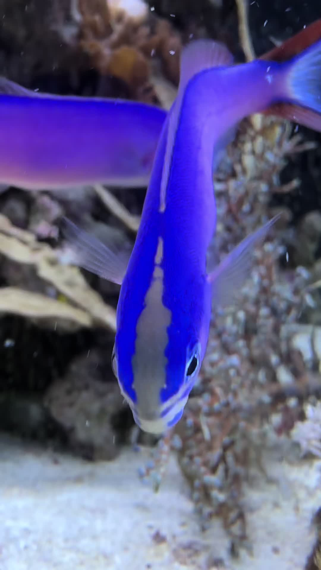 @fintastic aquariums