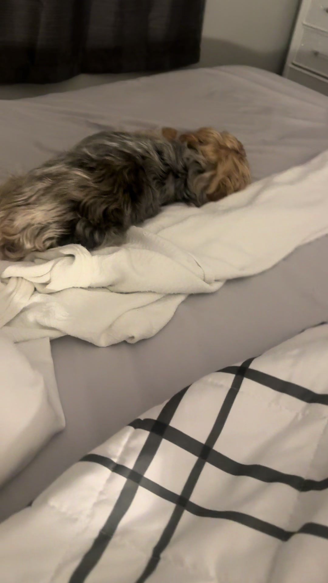 @masonyorkieandmom18