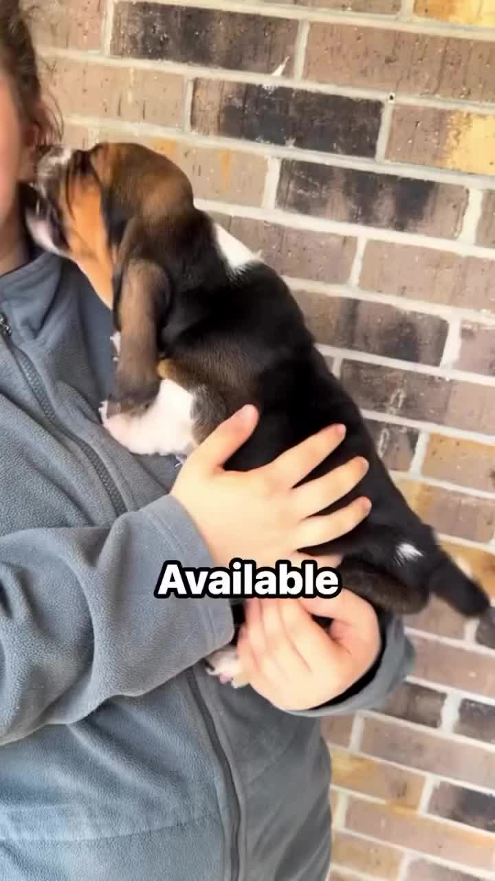 @Home Of All Basset Hound Pups