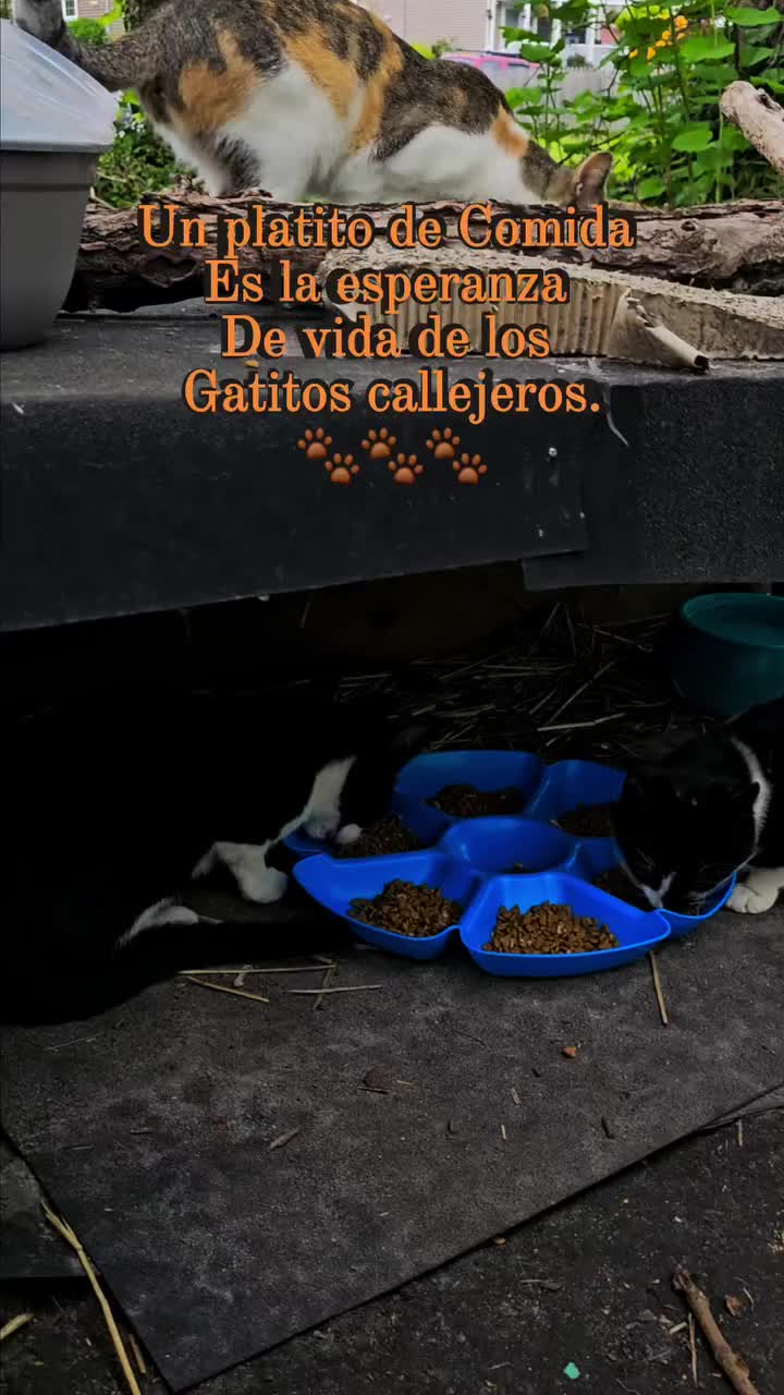 @🇲🇽Guli.Carrada 🐈&zwj;⬛