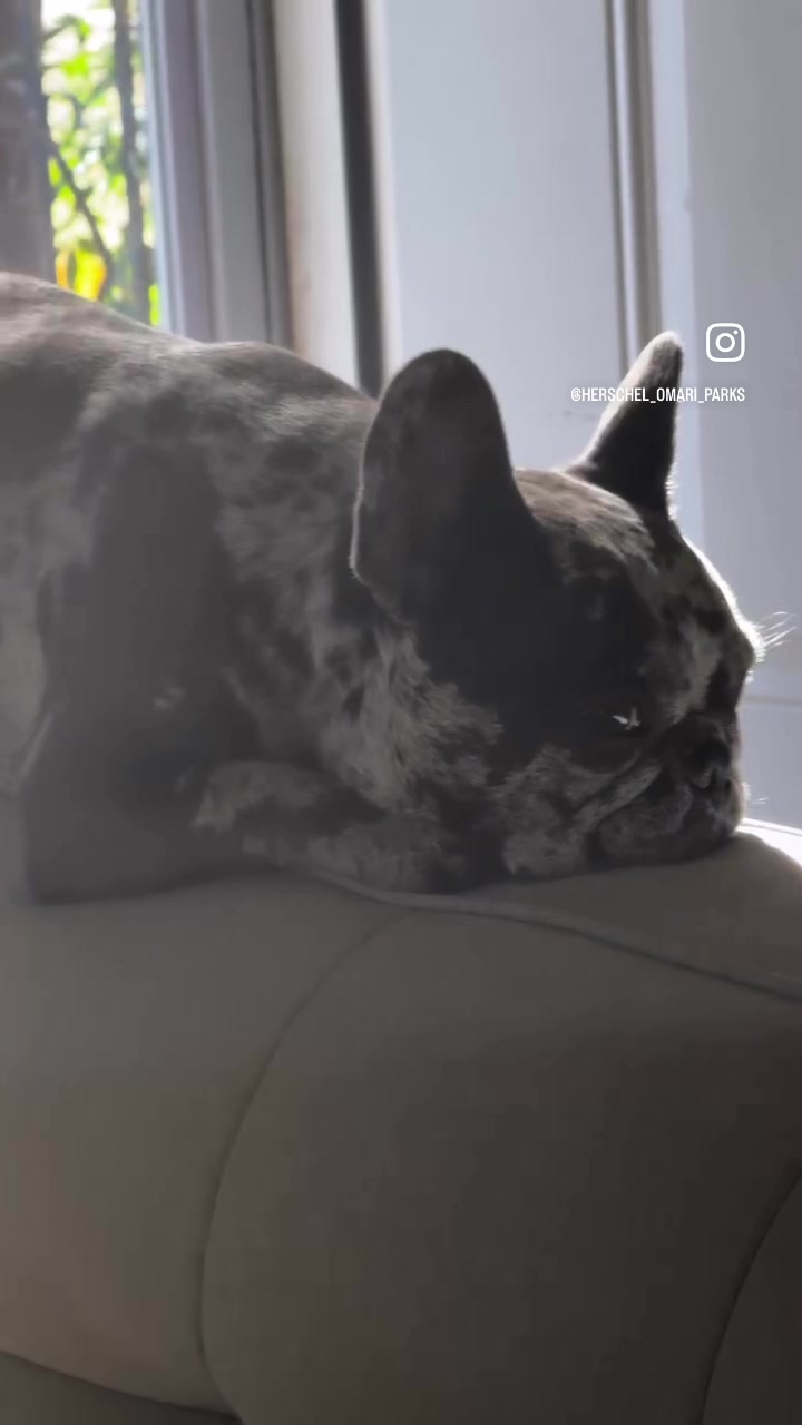 @Fly Lil Frenchie From OKC