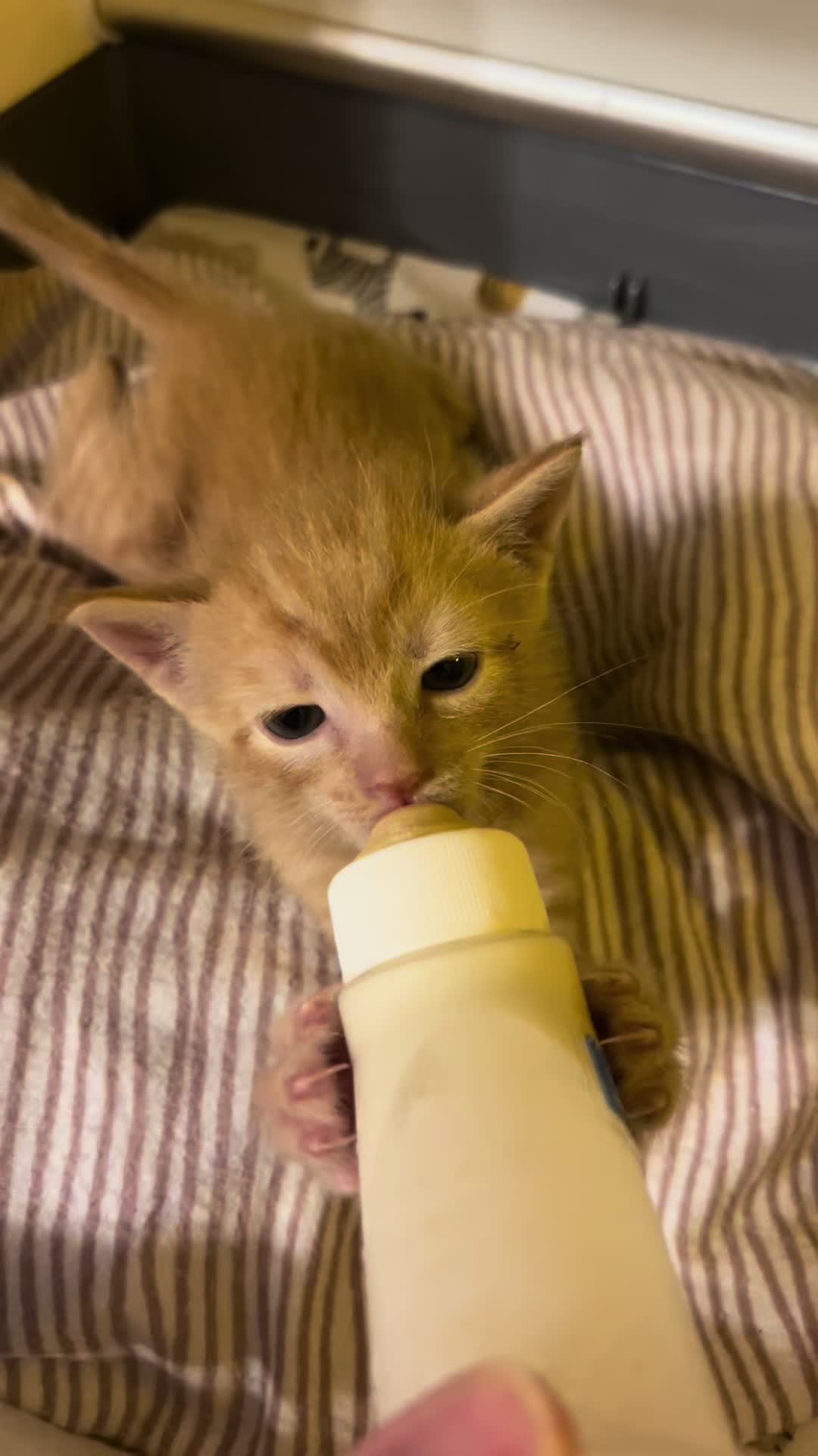 @Kitten.mama