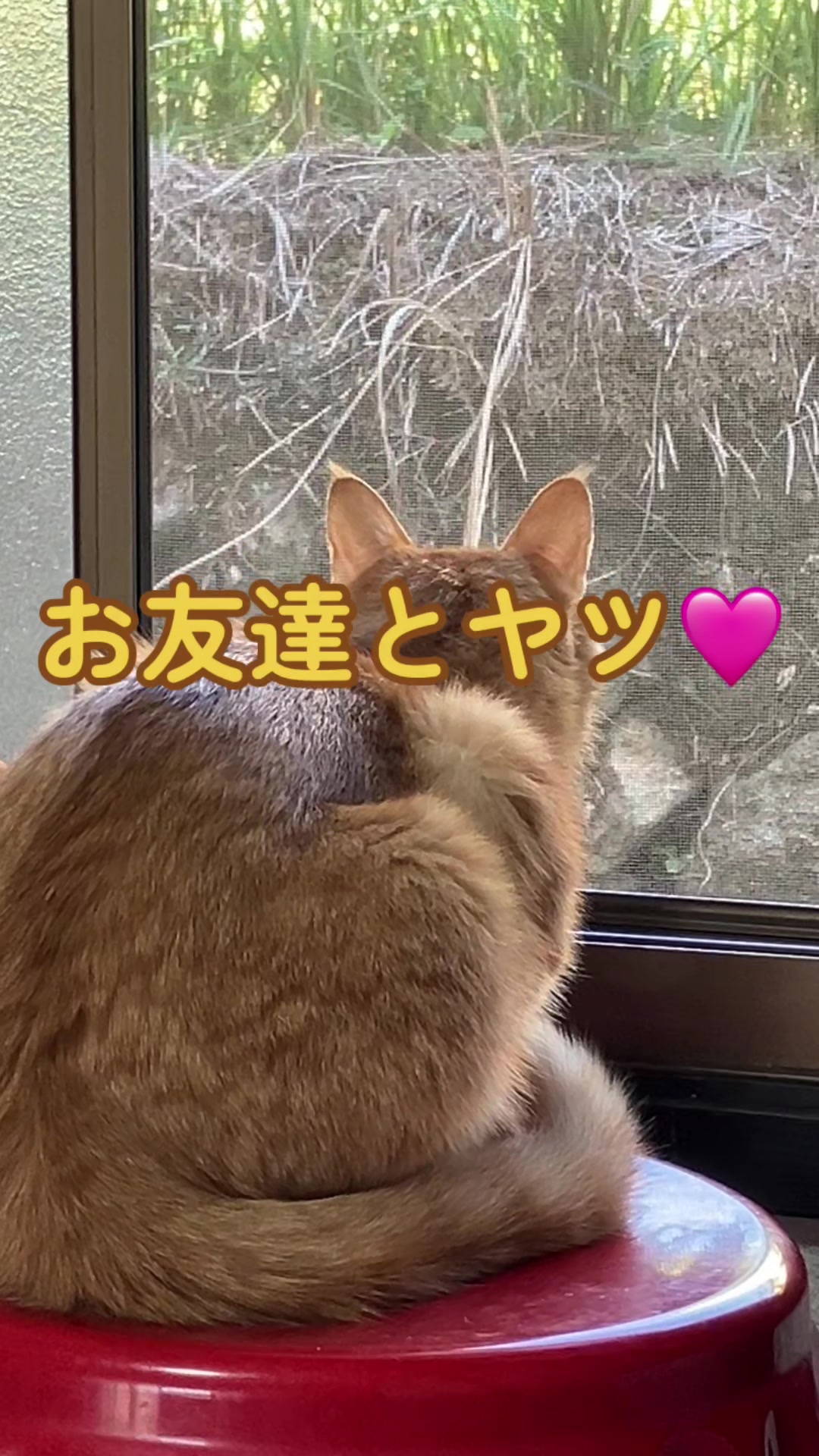 @茶トラ商店