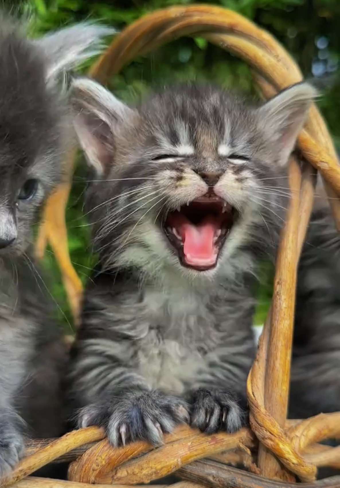 @Mossy Cottage Maine Coons 🌙