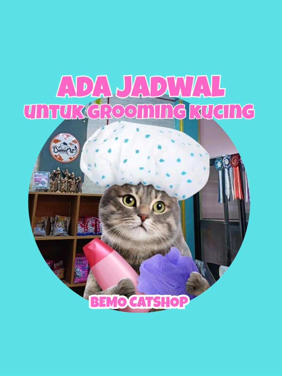 @Bemo Catshop