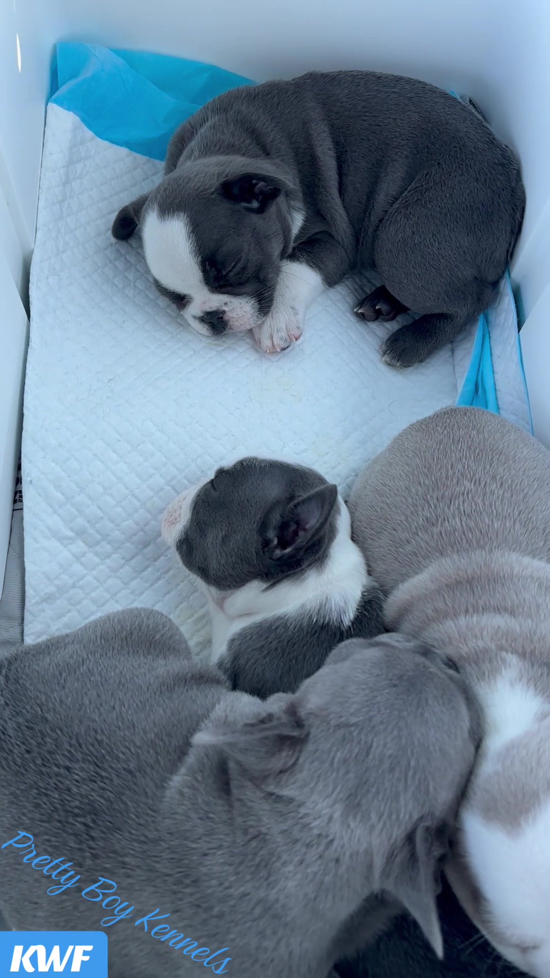 @prettyboykennels